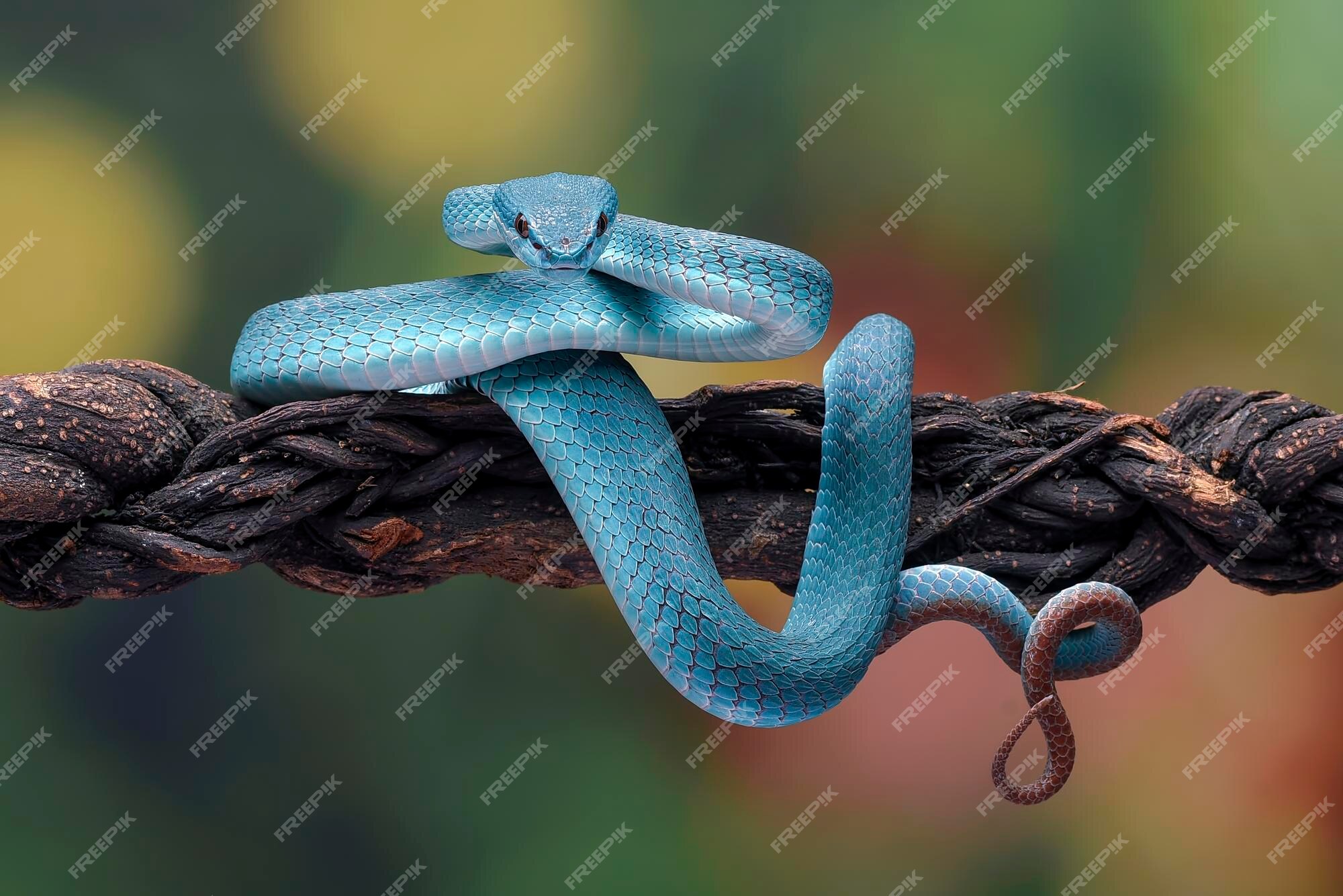 Foto Uma cobra azul sentada em um galho de árvore – Imagem de