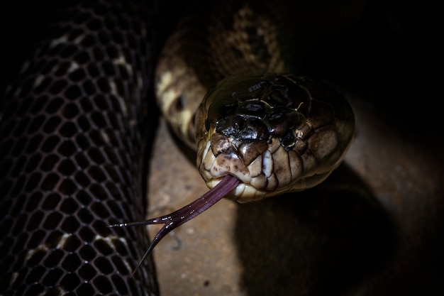 Foto uma cobra cobra na língua tiro com atmosfera escura