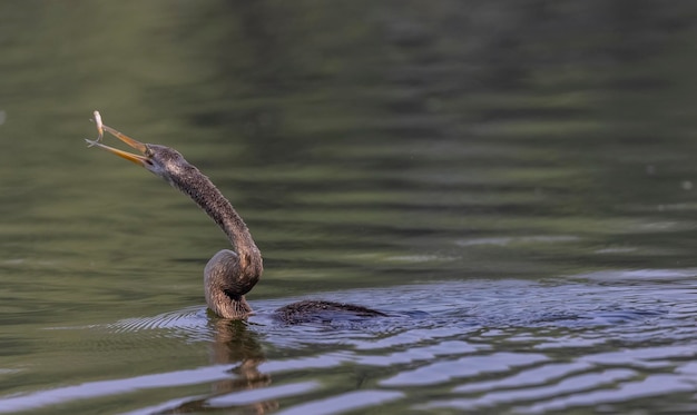 Foto uma cobra com um peixe no bico