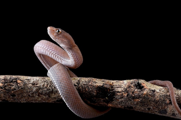 Uma cobra em um galho com fundo preto