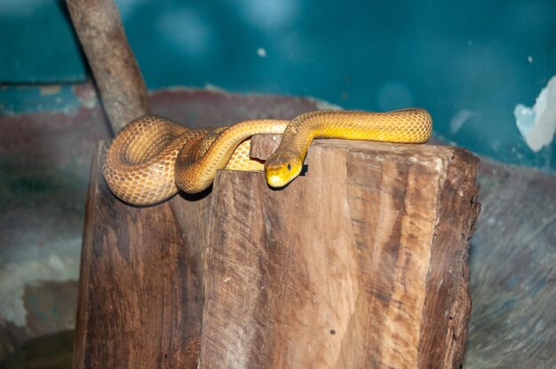 Uma cobra em um toco de árvore