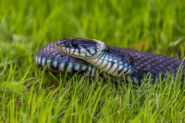 Uma cobra não venenosa rasteja na grama verde baixa