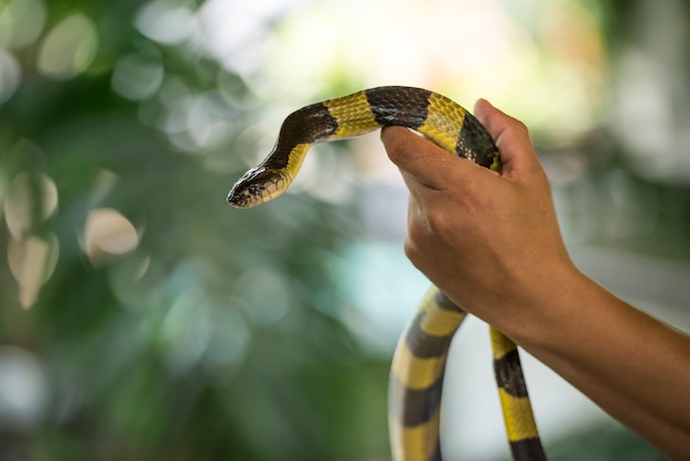 Foto uma cobra nas mãos