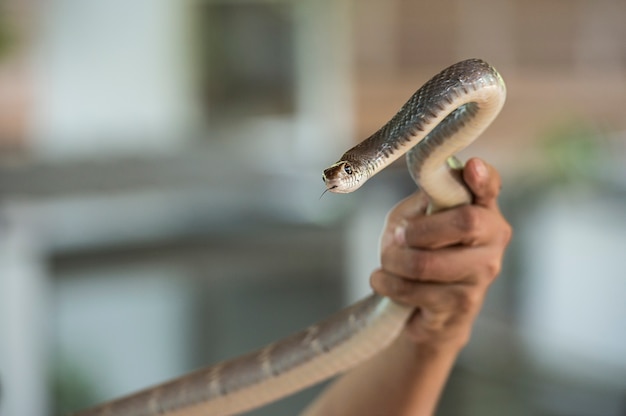 Uma cobra nas mãos