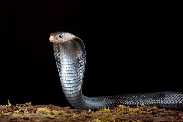 Uma cobra negra é vista nesta foto sem data.