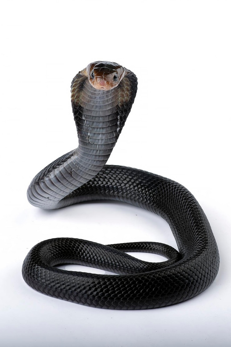 Foto uma cobra preta com um fundo branco