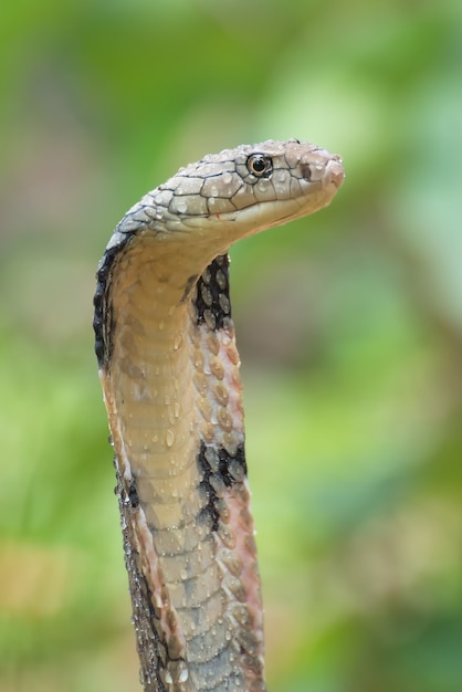 Uma cobra-rei em posição de ataque