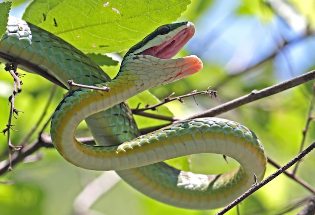 Foto uma cobra verde com uma cauda verde está saindo de um ramo