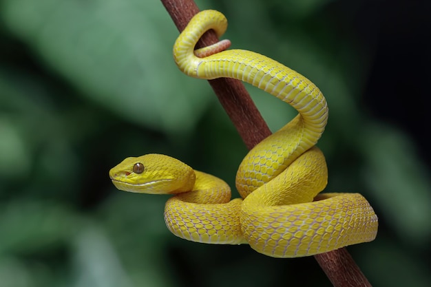 Uma cobra víbora amarela está em um galho