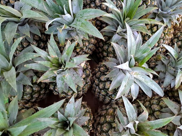 Uma coleção de abacaxis verdes frescos na cesta de frutas do mini mercado