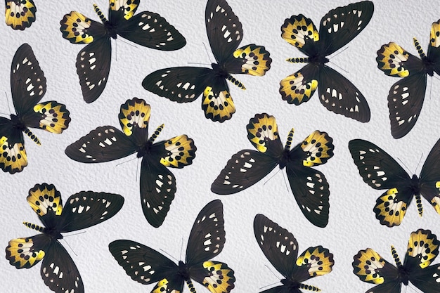 Uma coleção de borboletas com asas amarelas e pretas e as palavras borboletas.