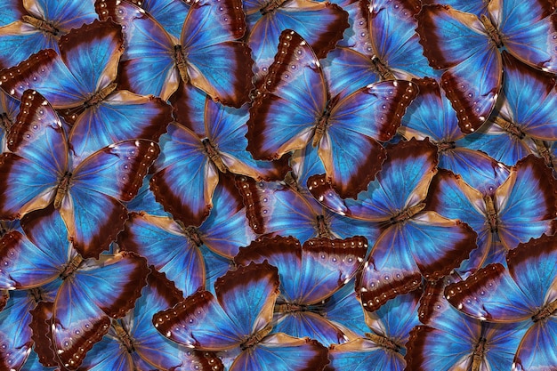 uma coleção de borboletas com um fundo de cores marrom e vermelho.