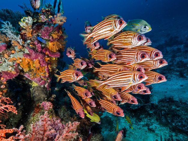 uma coleção de peixes bonitos