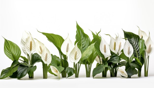 Uma coleção de spathiphyllum também conhecida como lírios da paz com suas flores brancas em um branco