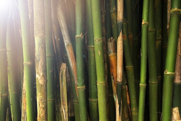 uma coleção de troncos de bambu verdes