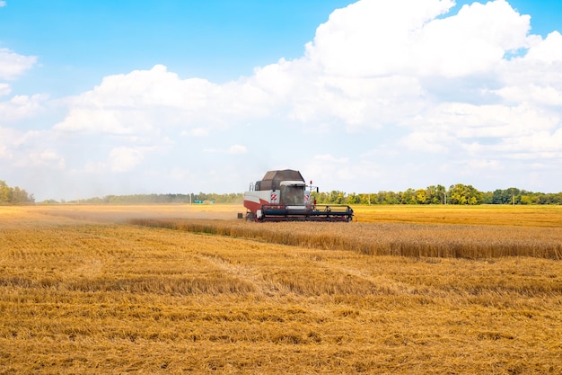 Uma colhedora atravessa um campo de trigo e corta o trigo.