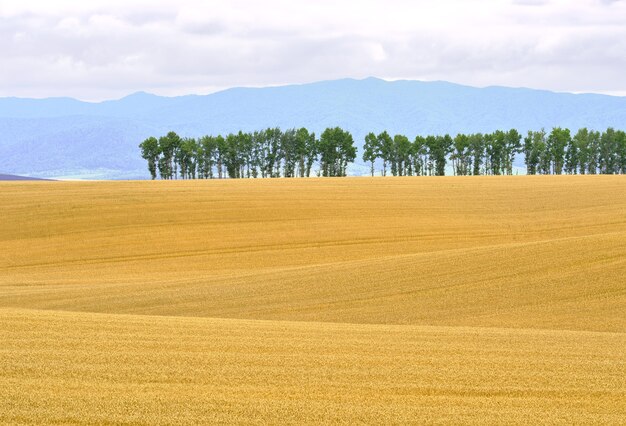 Uma colheita de grãos maduros na planície ondulante de estepe contra o fundo de colinas e montanhas