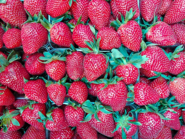 Uma colheita de morangos está em caixas plásticas em todo o quadro fechado