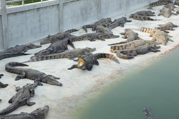 Uma colônia de crocodilos no zoológico em Sriayuthaya Lion Park concentra-se seletivamente