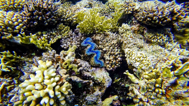 Uma concha azul espreita nos corais no fundo do mar vermelho à espera de uma presa