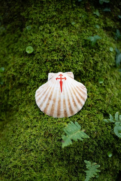 Uma concha com uma cruz pintada de vermelho, um símbolo do Caminho de Santiago, em cima de um musgo verde