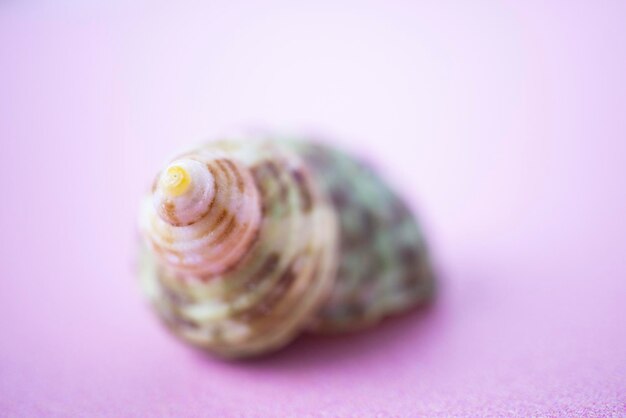 Uma concha de concha do mar no fundo rosa