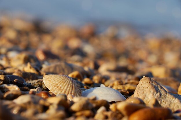 Uma concha do mar em uma praia