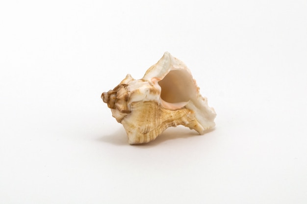 Foto uma concha isolada em um fundo branco