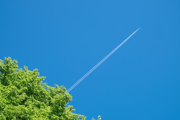 Uma coroa de árvore e uma longa trilha de avião a jato no céu azul