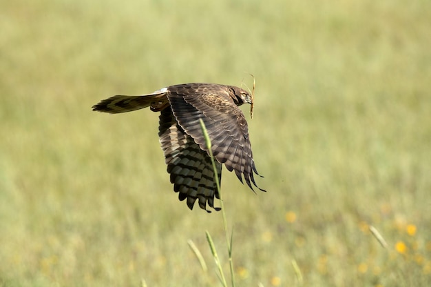 Uma coruja orelhuda decola de um campo.