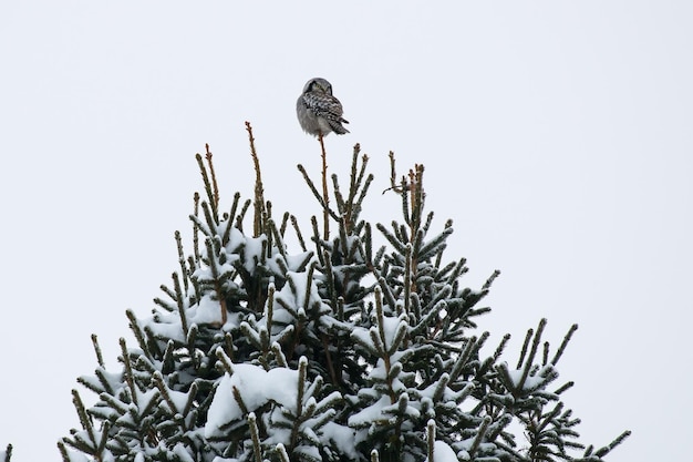 uma coruja senta-se em cima de uma árvore no inverno