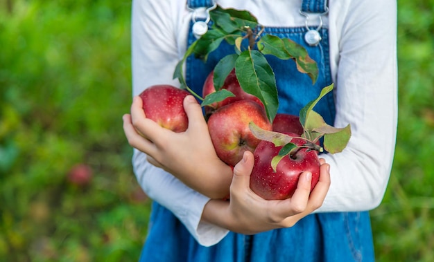 Uma criança colhe maçãs no jardim Foco seletivo