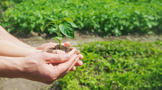 Uma criança com seu pai planta um viveiro.