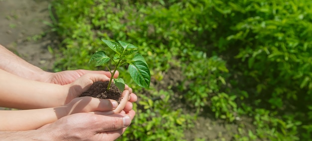 Foto uma criança com seu pai planta um viveiro.