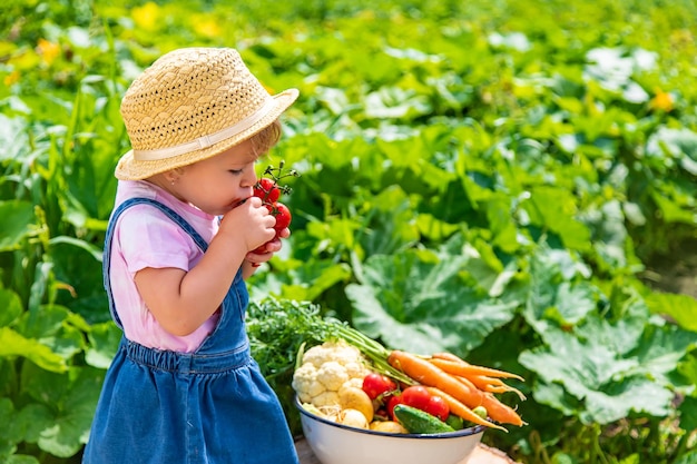 Uma criança com uma colheita de legumes no jardim Foco seletivo