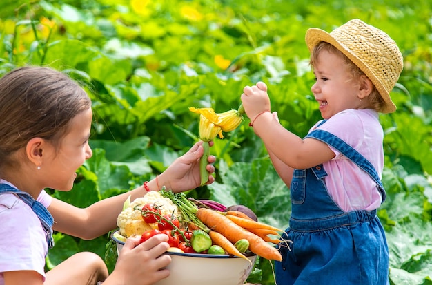 Uma criança com uma colheita de legumes no jardim Foco seletivo