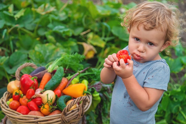 Uma criança com uma colheita de legumes no jardim foco seletivo