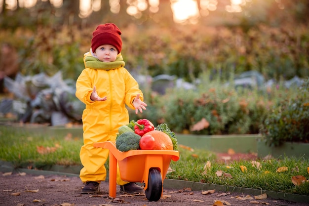 Uma criança de macacão amarelo dirige um carro de brinquedo com legumes contra o pano de fundo de uma horta e canteiros de repolho