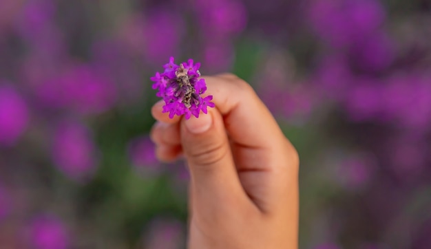 Uma criança em um campo de lavanda. Foco seletivo. Natureza.