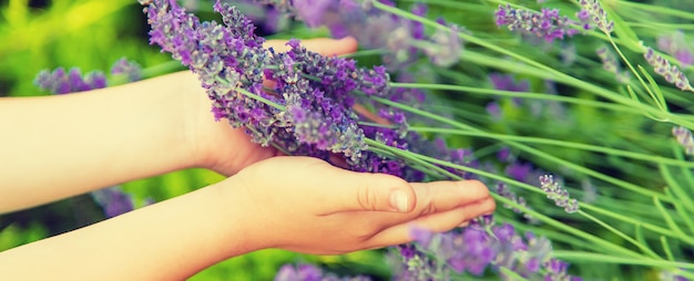 Uma criança em um campo de lavanda.