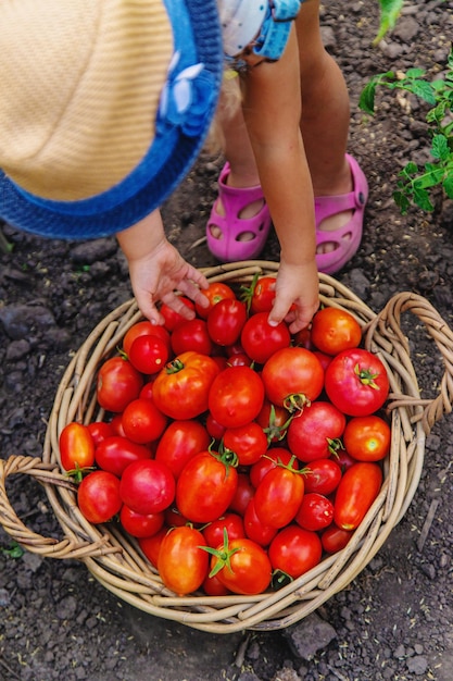 Foto uma criança está colhendo tomates no jardim foco seletivo