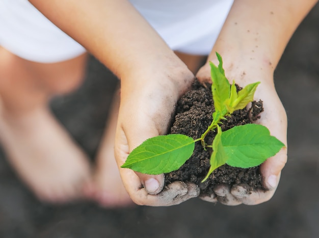 Uma criança no jardim planta uma planta