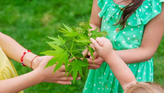 Uma criança planta uma planta no jardim Foco seletivo