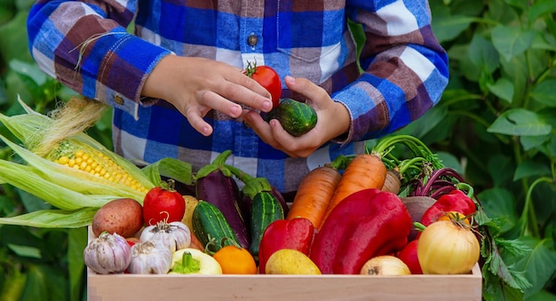 Uma criança segura legumes recém-colhidos em suas mãos Legumes em uma caixa