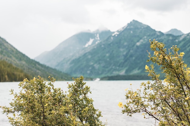 uma das principais atrações naturais de Altai e de toda a Rússia, o arbusto inferior Multa Dasiphora fruticosa em primeiro plano