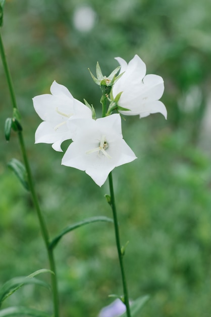 Uma delicada flor branca Bluebell cresce no jardim no verão. Foco seletivo