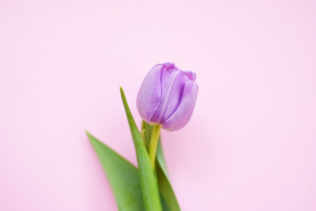 Uma delicada peônia lilás tulipa com folhas verdes em uma superfície rosa.