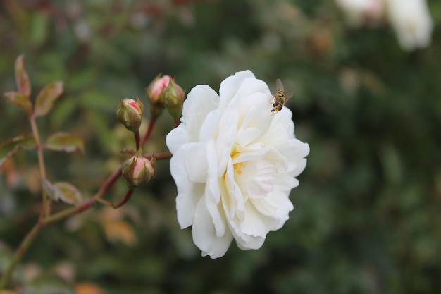 Uma delicada rosa branca repica ao vento Flor rosa em um fundo verde isolado