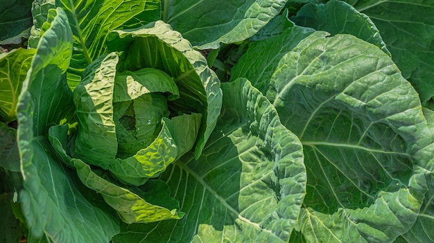 Uma dieta de vitaminas de salada fresca de rolo de repolho jovem