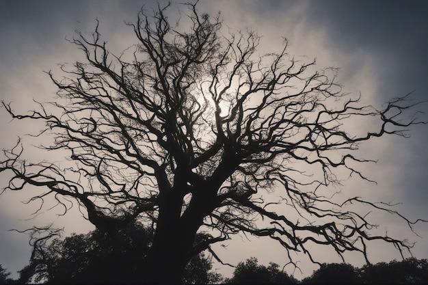 Uma dramática paisagem de árvores em preto e branco